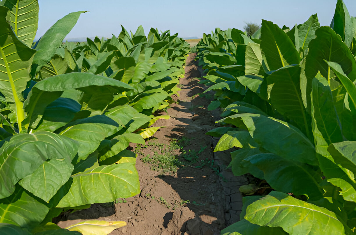 close up view hands of farmer picking tobacco