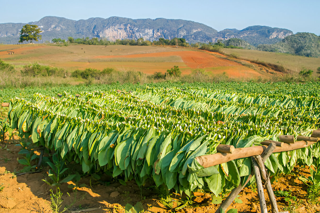 close up view hands of farmer picking lettuce in hydroponic greenhouse.