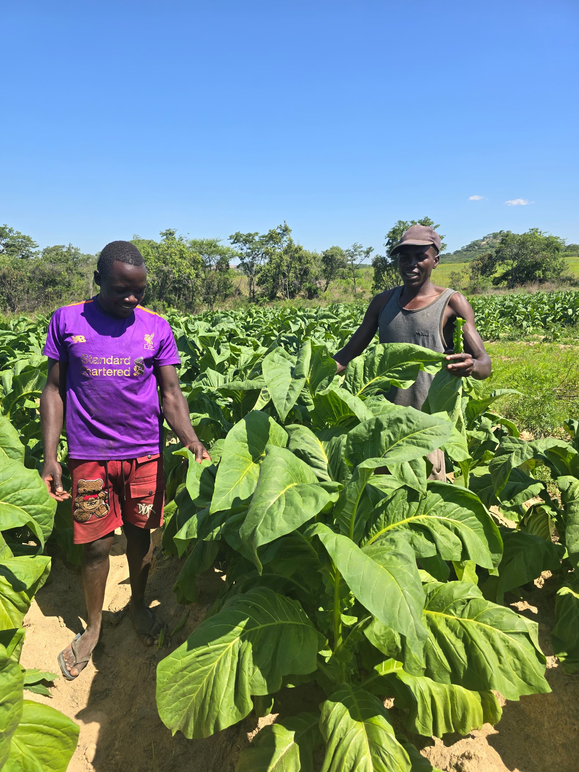 Portrait Group of team worker in Mvurwi farm